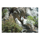 Zoek naar geit fotografie Wilde dieren