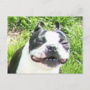 Recherche de pinocchio cartes postales Chien