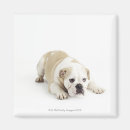 Recherche de bureau vétérinaire magnets Animal