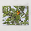 Recherche de blond cartes postales Faune