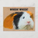 Zoek naar cavia briefkaarten Schattig