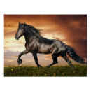 Zoek naar zwarte paarden posters Hengst