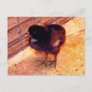 Recherche de poussin cartes postales Poulets