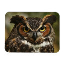 Recherche de rapaces magnets Animaux