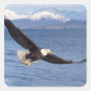 Recherche de rapaces autocollants Prédateur