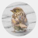 Zoek naar bruine vogel stickers Vogelpest