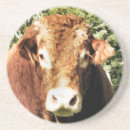 Zoek naar vee onderzetters Stier