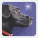 Recherche de labrador retriever autocollants Vacances