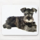 Zoek naar miniatuur schnauzer muismatten Puppy