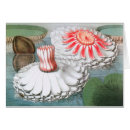 Recherche de étang nénuphar vœux cartes Botanique