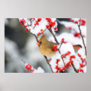 Recherche de oiseau cardinal rouge posters Aviaire