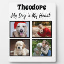 Recherche de chiens plaques Amoureux des chiens