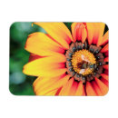 Recherche de fragilité magnets Animal