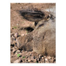 Zoek naar grappige varkens posters Dieren