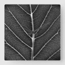 Zoek naar zwart witte natuur klokken Fotografie