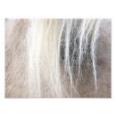 Recherche de cheval tête posters Photographie