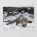 Recherche de oiseau dans la neige cartes postales Mignon