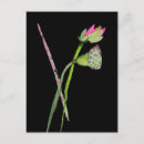 Recherche de symboles bouddhistes cartes postales Fleur de lotus