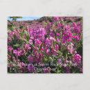 Recherche de orchidée sauvage cartes postales Rose