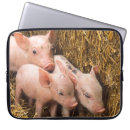 Zoek naar varken laptop sleeves Dieren