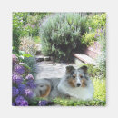 Recherche de berger shetland magnets Sheltie