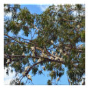 Recherche de cacatoes posters Australien