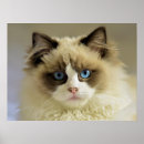 Recherche de bleu de dame posters Animal