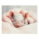 Recherche de porcelets posters Pour elle