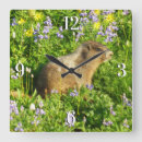 Recherche de marmottes horloges Faune