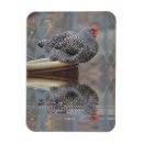 Recherche de poulets magnets Oiseau