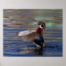 Recherche de canard sauvage posters Sauvagine