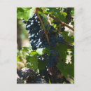 Recherche de raisins vigne cartes postales Travel