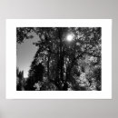 Zoek naar witte boom posters Fotografie