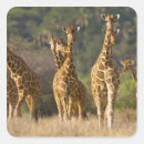 Recherche de ralph autocollants Habitat