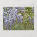 Zoek naar wisteria briefkaarten Bloesem