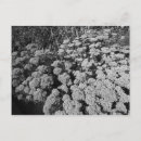 Recherche de sedum cartes postales Sédum