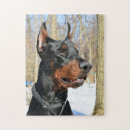 Recherche de pinscher puzzles Dobie