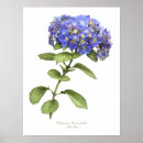 Recherche de hortensias posters Fleurs bleues