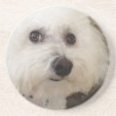 Recherche de frise de bichon Blanc
