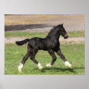 Recherche de gypsy posters Cheval