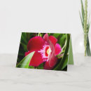 Recherche de orchidée rouge Merci