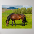 Recherche de crinière posters Ranch