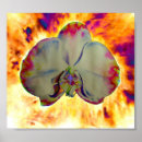 Recherche de orange orchid posters Floral