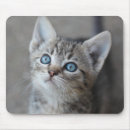 Recherche de chaton tapis souris Photographie