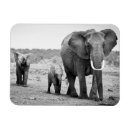 Recherche de veau magnets Horizontal