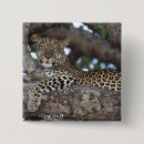 Recherche de panthera badges Animal