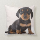 Recherche de teckels coussins Animaux