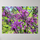 Zoek naar bloeiende bomen posters Bloem