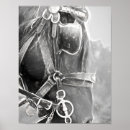 Recherche de cheval noir et blanc posters Ouest