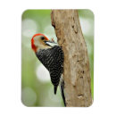 Recherche de rouge gonflé Ornithologie